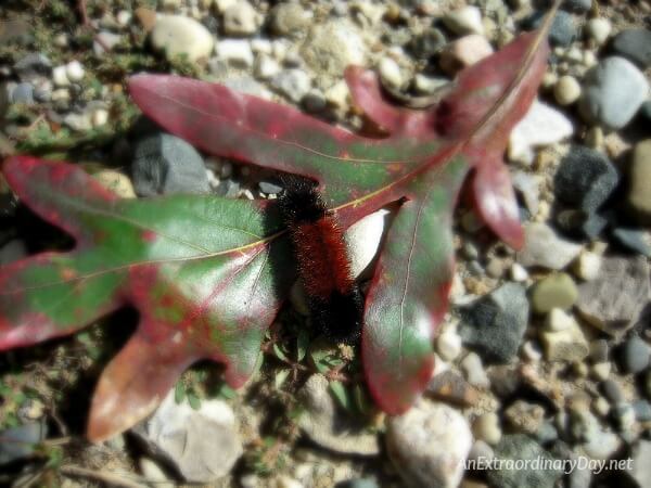 A woolly bear caterpillar - A devotional from AnExtraordinaryDay to encourage you through the tough times