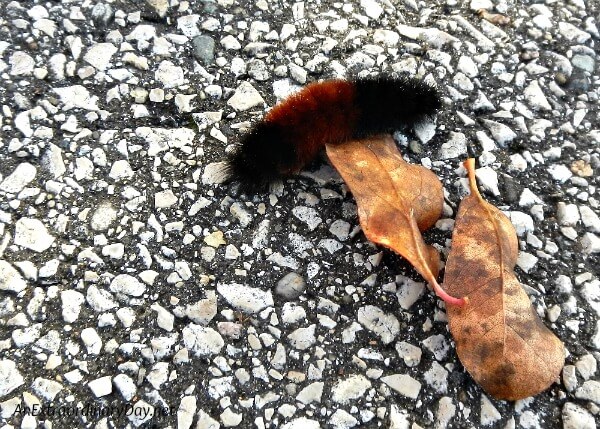 Discovering woolly bears on our day of discovery - AnExtraordinaryDay.net