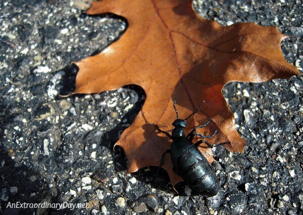 Unusual black bug crawling on an oak leaf - A devotional meditation for hard days - AnExtraordinaryDay.net