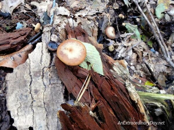Lovely little surprises waiting for me on the woodland floor ... little gifts in disguise - AnExtraordinaryDay.net