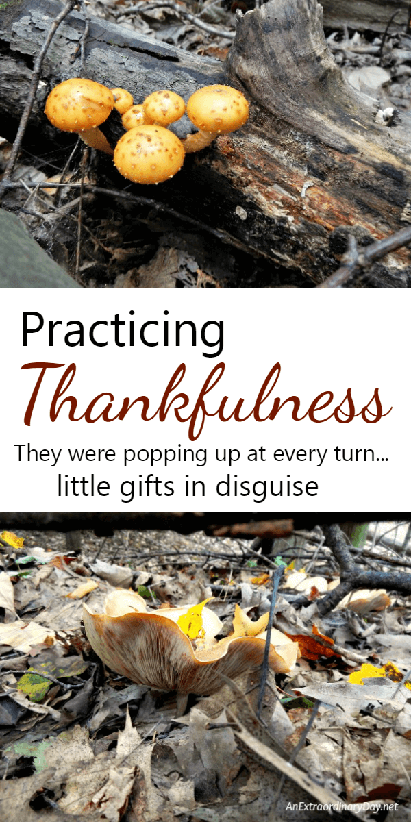 Practicing Thankfulness takes practice and open eyes. What a great story about choosing to see so many ways to practice thankfulness - AnExtraordinaryDay.net