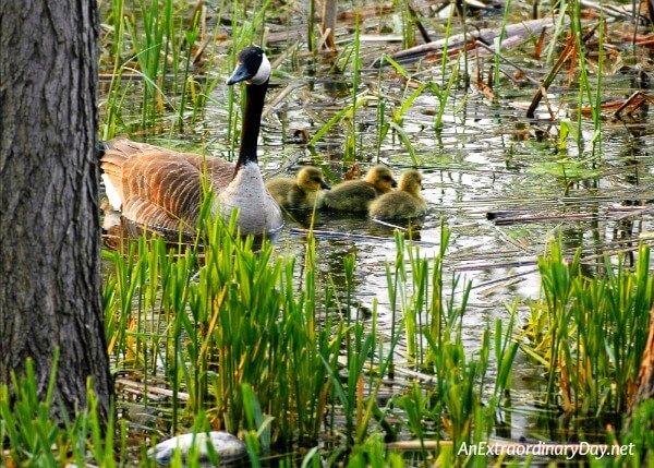 Discovering mama goose and her goslings on our adventure.