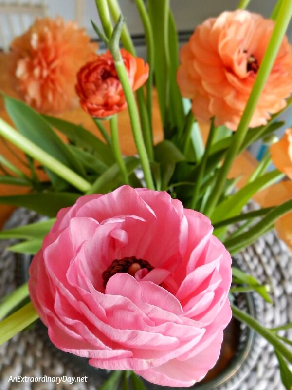 Stunning coral pink ranunculus 