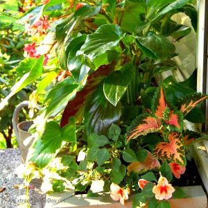 Tutorial How-to-plant-a-window-box-garden-featuring Dragon-Wing-Begonias-