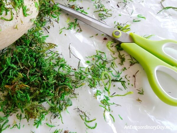 Chop up moss into 1/4 inches pieces with your scissors prior to gluing 