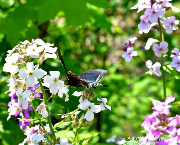Trust - Beautiful butterfly photo 