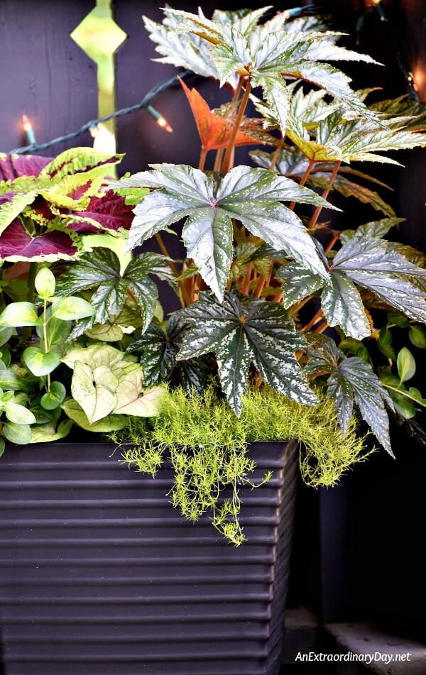 I LOVE this container garden filled with a Goliath Coleus and a Belgonia that steal the stage from the lesser plants below - Small Space Gardening 