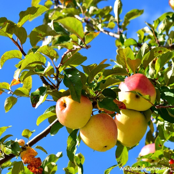 Apple of the Father's Eye 