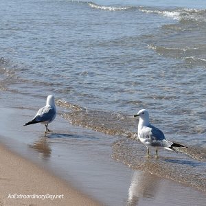 Water Music Seagulls AnExtraordinaryDay.net