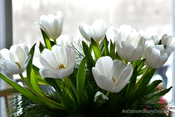 Every festive Christmas brunch deserves a simple floral centerpiece like this one made of white tulips and white pine 