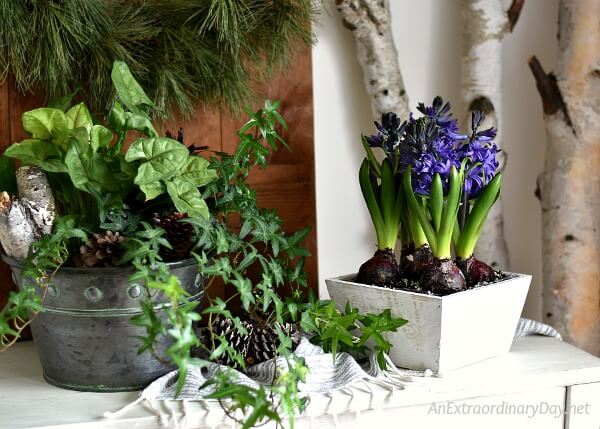 Lush galvanized pot of green leafy plants and deep blue hyacinth bulbs - How to Thrive Devotional by AnExtraordinaryDay.net