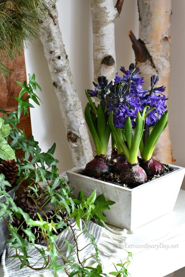 Interior vignette with a wooden pot of hyacinths with a back drop of birch branches - Devotional to Help us Do One Thing To Thrive In Life - AnExtraordinaryDay.net