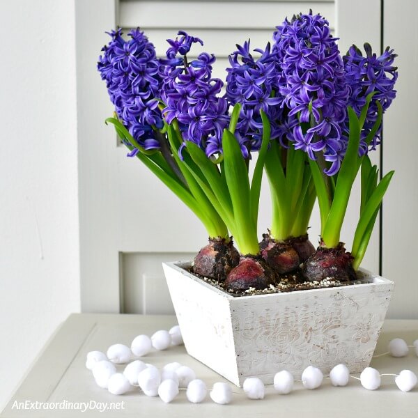 Box of blue hyacinths - When You Give Yourself The Gift Of Solitude - AnExtraordinaryDay.net