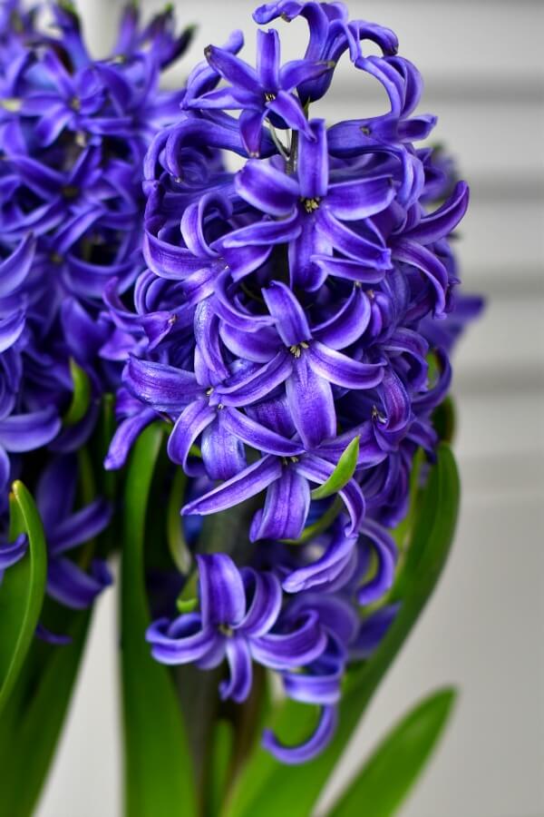 Close up of blue hyacinth - Be inspired to receive the gift of solitude - AnExtraordinaryDay.net