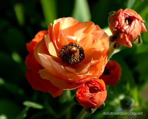 Beautiful peach colored ranuncluous close up - spiritual meditation about the power of words - AnExtraordinaryDay.net