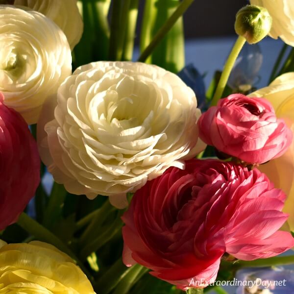 Colorful ranunculus bouquet up close - inspirational devotional on rest and trust - AnExtraordinaryDay.net