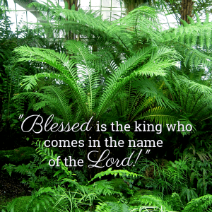 Palm trees - Blessed is the king who comes in the name of the Lord - AnExtraordinaryDay.net