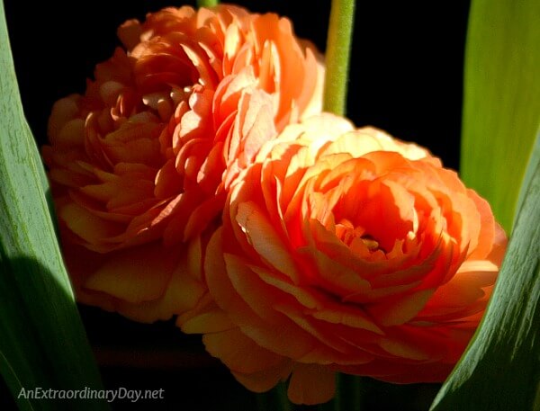 Pretty Peach Ranunculous Flowers - Inspirational thoughts on the power of words - AnExtraordinaryDay.net