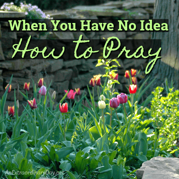 When you have no idea how to pray - Prayer Devotional - Tulip Garden - AnExtraordinaryDay.net