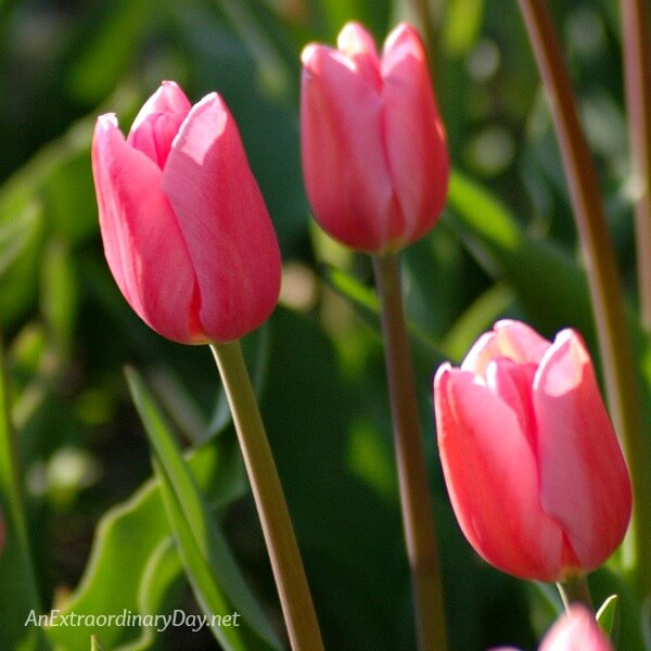 A trio of Pink Tulips - Devotional titledHow to Find Joy in the Waiting - AnExtraordinaryDay.net