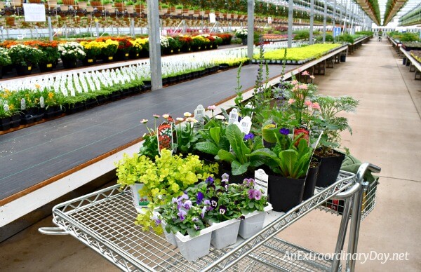 Cart of flowers for my container garden at the greenhouse - AnExtraordinaryDay.net