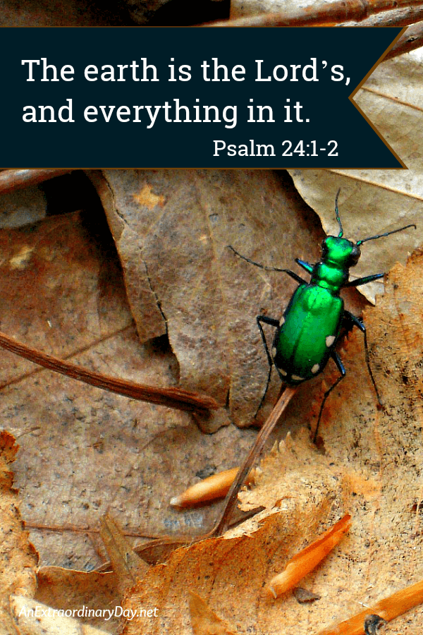 Green beetle and scripture words - The earth is the Lord's and everything in it. - AnExtraordinaryDay.net