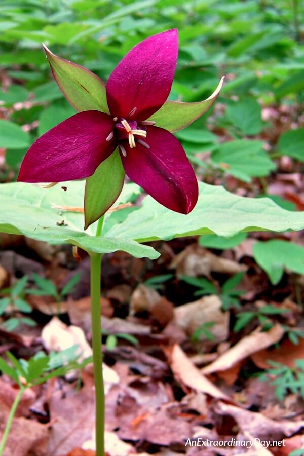 Red Trillium in the forest on Earth Day - AnExtraordinaryDay.net