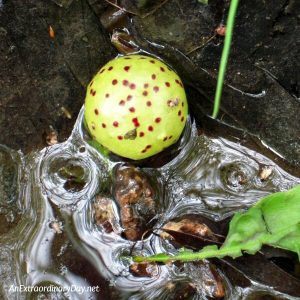 Round orb in nature for Earth Day - AnExtraordinaryDay.net