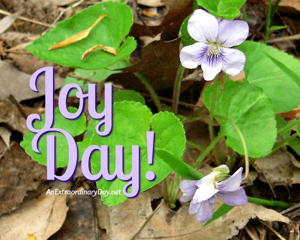 Tiny Woodland Violets on JoyDay! - AnExtraordinaryDay.net