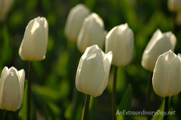 White tulips at the golden hour - Celebrate the Resurrection - AnExtraordinaryDay.net