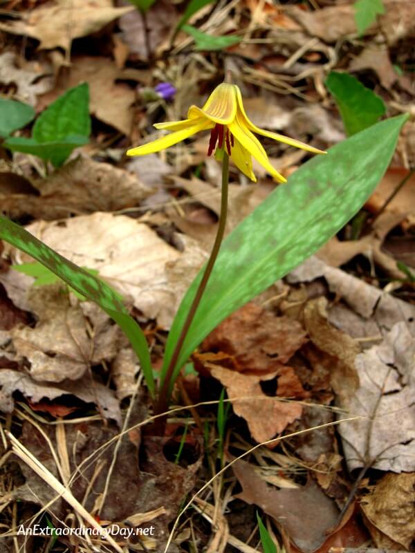 Yellow Trout Lily - Helpful Devotional on Discovering Wisdom for Every Situation - AnExtraordinaryDay.net