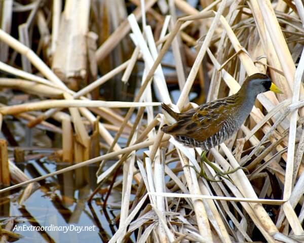 This Sora is a secretive brown and gray marsh bird - Inspiration devotional on rest and trust - AnExtraordinaryDay.net
