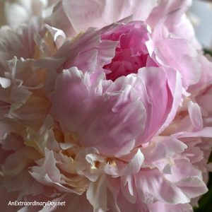 Beautiful pale pink peony - Inspiring DEVOTIONAL for when Got a Problem as Big as Mountain - AnExtraordinaryDay.net