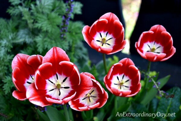 Gorgeous red and white tulips - Tips for How to Have a Great Summer - AnExtraordinaryDay.net