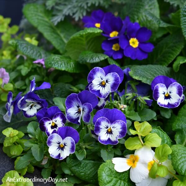 Pansies and Primula Inspiration for Living with Intention this Summer - AnExtraordinaryDay.net