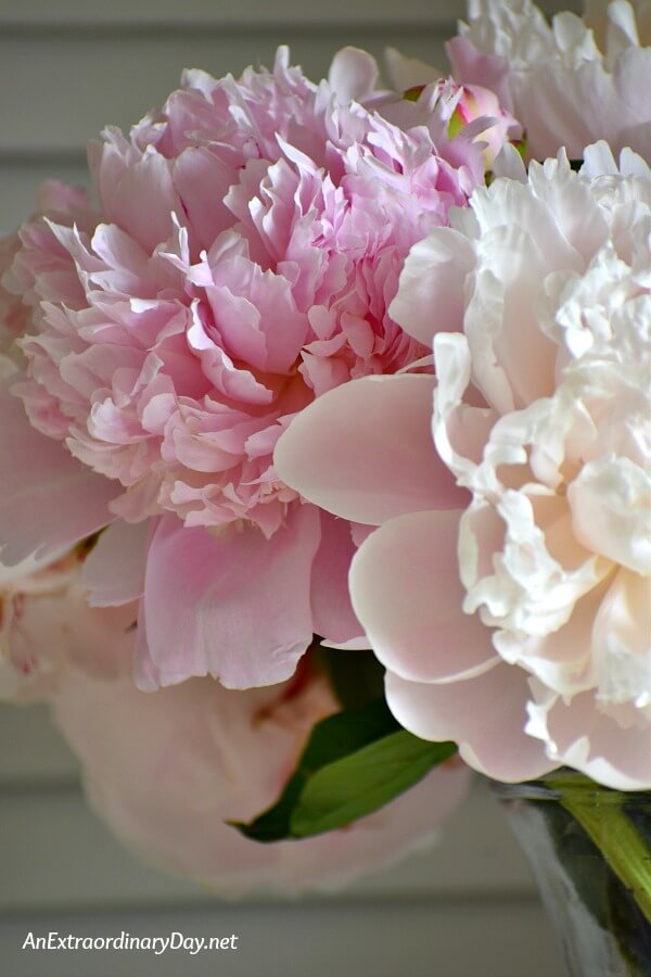 Pink peonies - Learn how to move a mountain with your prayers - AnExtraordinaryDay.net