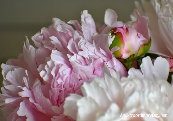 Pink peony and bud - Learning how to pray when you face mountains - AnExtraordinaryDay.net