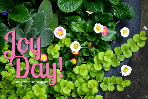 Plant textures in greens with English Daisies - JoyDay! on the blog - AnExtraordinaryDay.net