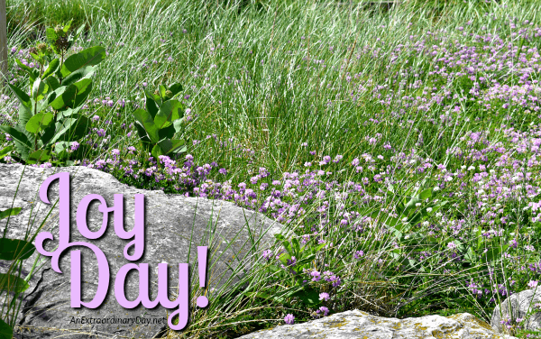 Beach grass and crown vetch and a devotional on God's safe place on JoyDay! - AnExtraordinaryDay.net