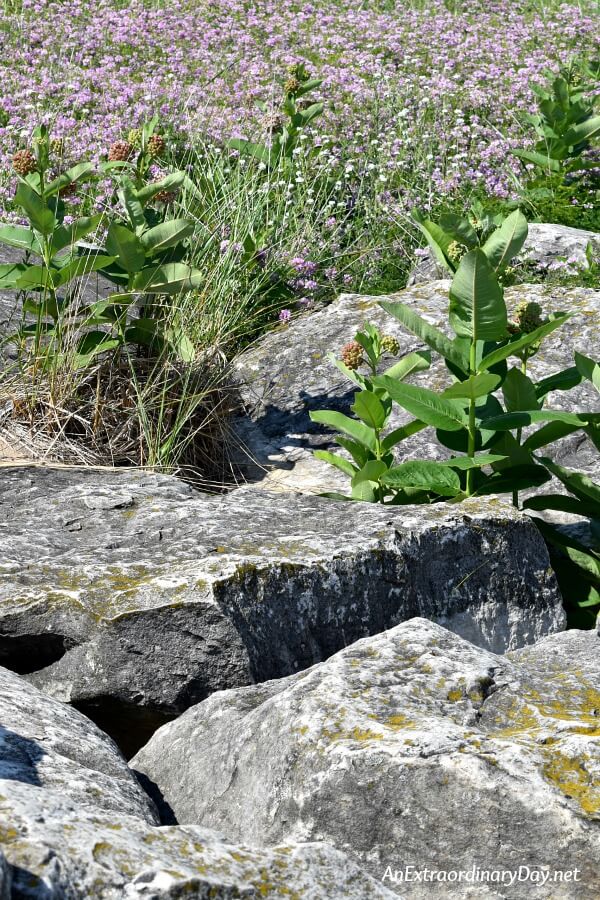 Granite rocks, millkweed, crown vetch along the lake shore - my safe place - AnExtraordinaryDay.net