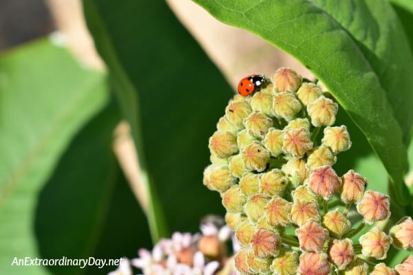 Ladybug on a milkweed bud - inspiration for finding a really safe place - AnExtraordinaryDay.net