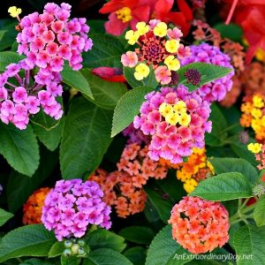 Colorful Lantana flowers - Devotional tips to free you from worry - AnExtraordinaryDay.net