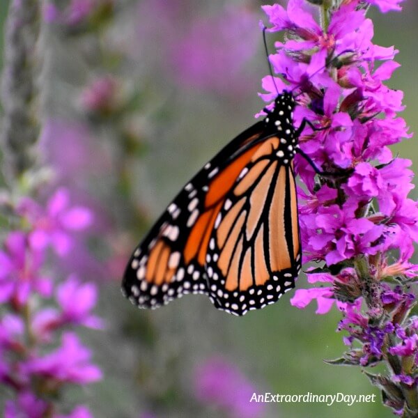 Monarch Butterfly on Purple Loosestrife Flower - Devotional Meditation - AnExtraordinaryDay.net