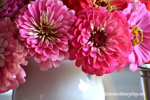 Pink Zinnia Flowers - Impromptu Gathering Ideas - AnExtraordinaryDay.net