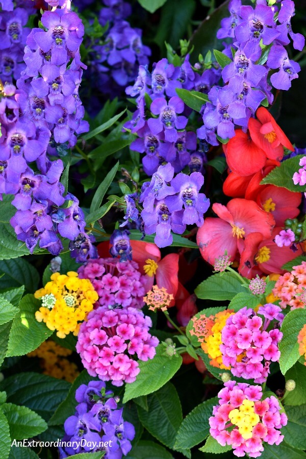 Pretty purple + red + pink flowers - Bible verses to help from worrying - AnExtraordinaryDay.net