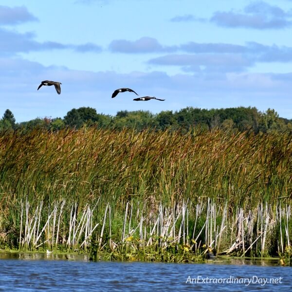 Geese flying over river reeds - the best friend ever - AnExtraordinaryDay.net