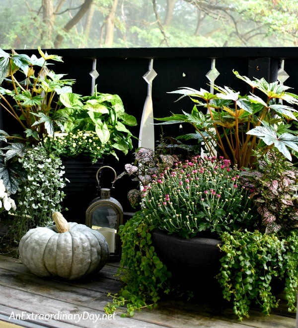 Small Space Container Gardens on the Balcony for Fall - AnExtraordinaryDay.net